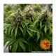 Barneys Farm LSD | Automatik | 3 Samen