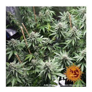 Barneys Farm LSD | Feminisiert | 10 Samen