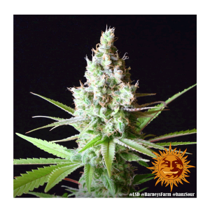 Barneys Farm LSD | Feminisiert | 10 Samen