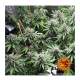Barneys Farm LSD | Feminisiert | 10 Samen