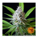 Barneys Farm LSD | Feminisiert | 10 Samen