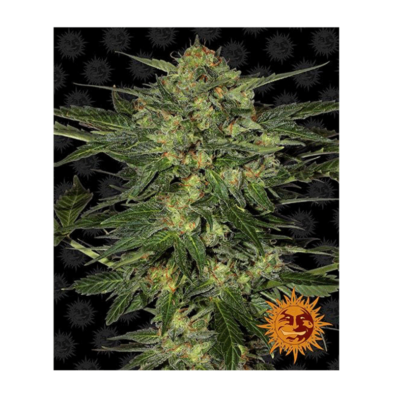 Barneys Farm LSD | Feminisiert | 5 Samen