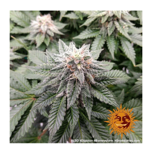 Barneys Farm LSD | Feminisiert | 5 Samen