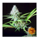Barneys Farm LSD | Feminisiert | 5 Samen