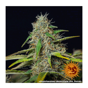 Barneys Farm Purple Punch | Automatik | 3 Samen