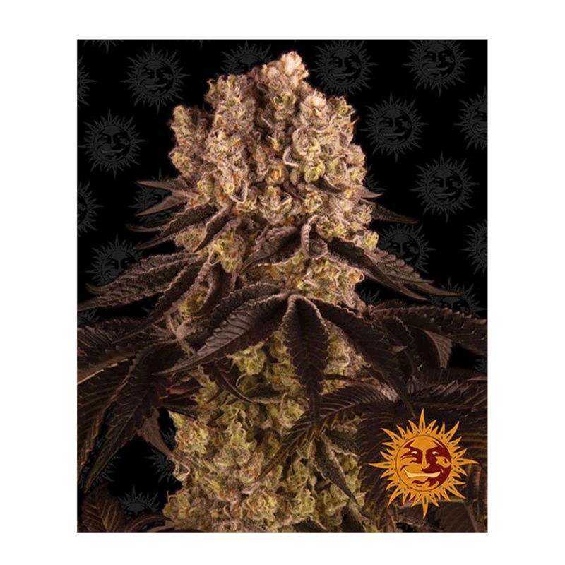 Barneys Farm Purple Punch - Feminized - 10 seeds