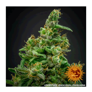 Barneys Farm Purple Punch - Feminized - 10 seeds