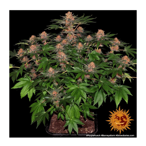 Barneys Farm Purple Punch - Feminized - 10 seeds