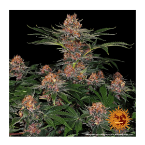 Barneys Farm Purple Punch - Feminized - 10 seeds