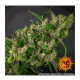 Barneys Farm Purple Punch - Feminized - 10 seeds