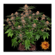 Barneys Farm Purple Punch - Feminized - 10 seeds