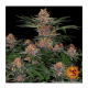 Barneys Farm Purple Punch - Feminized - 10 seeds