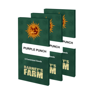 Barneys Farm Purple Punch | Feminisiert | 5 Samen