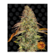 Barneys Farm Zkittlez OG | Automatik | 3 Samen