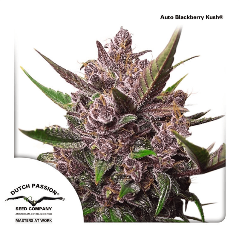 Dutch Passion Auto Blackberry Kush | Automatik | 7 Samen