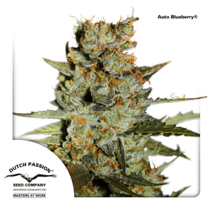 Dutch Passion Auto Blueberry | Automatik | 3 Samen