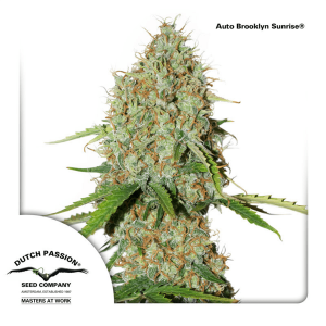 Dutch Passion Auto Brooklyn Sunrise | Automatik | 7 Samen...