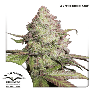 Dutch Passion Auto CBD Charlottes Angel | Automatik | 3...