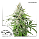 Dutch Passion Auto Cinderella Jack | Automatik | 3 Samen
