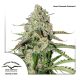 Dutch Passion Auto Colorado Cookies | Automatik | 7 Samen