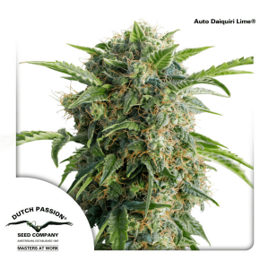 Dutch Passion Auto Daiquiri Lime | Automatik | 7 Samen