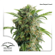 Dutch Passion Auto Daiquiri Lime | Automatik | 7 Samen