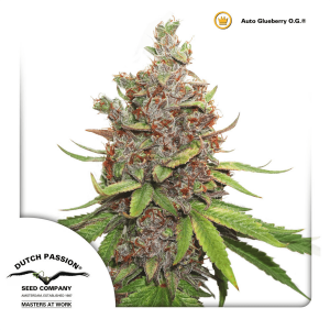 Dutch Passion Auto Glueberry O.G. | Automatik | 3 Samen