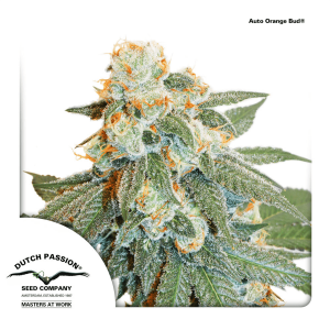 Dutch Passion Auto Orange Bud | Automatik | 7 Samen