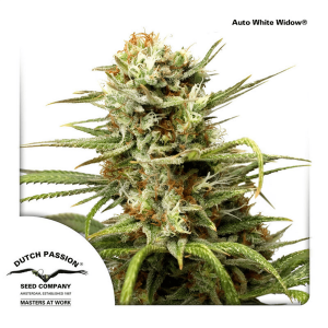 Dutch Passion Auto White Widow | Automatik | 3 Samen