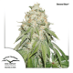 Dutch Passion Banana Blaze - Feminized - 5 seeds