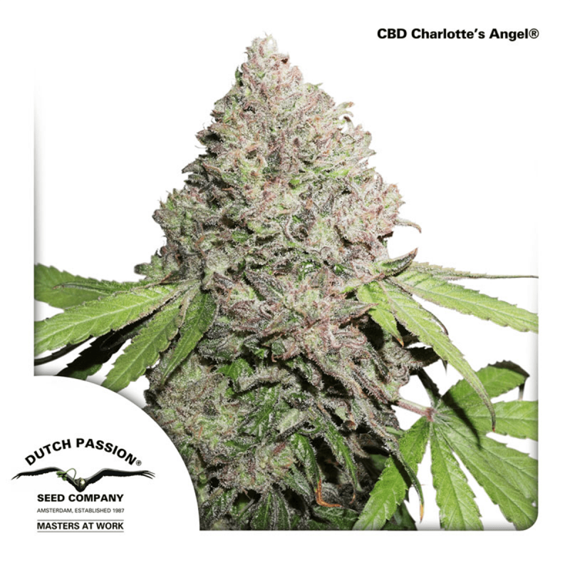 Dutch Passion CBD Charlottes Angel - Feminized - 5 seeds