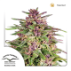 Dutch Passion Frisian Dew - Feminized - 5 seeds