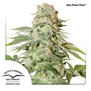 Dutch Passion Auto Power Plant | Automatik | 3 Samen