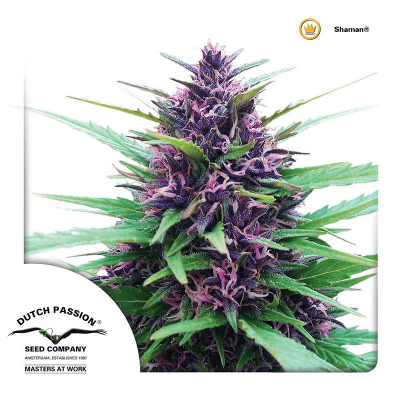 Dutch Passion Shaman | Feminisiert | 10 Samen