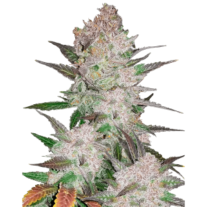 Fast Buds Cream Cookies | Automatik | 3 Samen