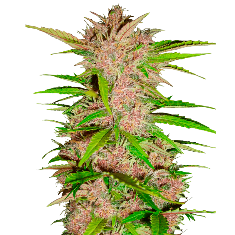 Fast Buds Fastberry - Automatic - 3 seeds