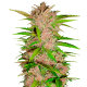Fast Buds Fastberry - Automatic - 3 seeds