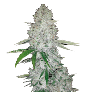 Fast Buds Gorilla | Automatik | 3 Samen