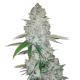 Fast Buds Gorilla | Automatik | 3 Samen
