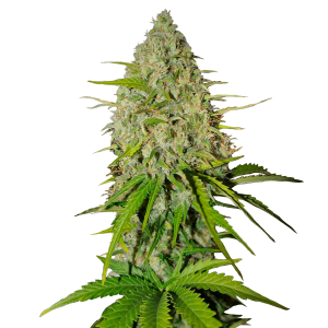 Fast Buds Grapefruit | Automatik | 3 Samen