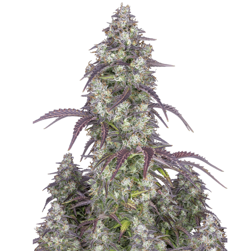 Fast Buds Lemon Pie - Automatic - 3 seeds