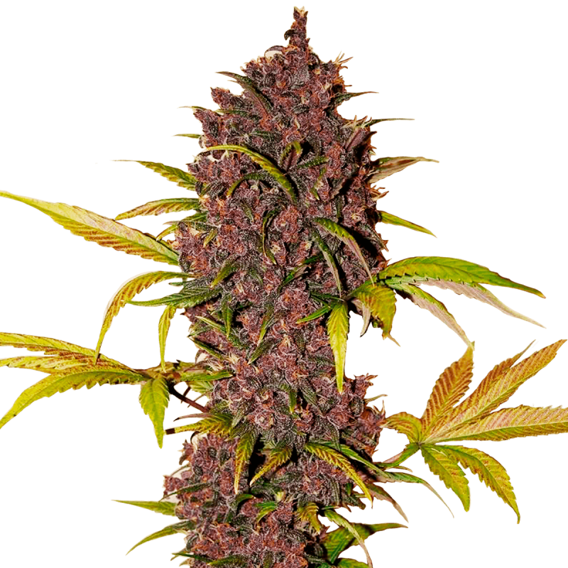 Fast Buds LSD-25 | Automatik | 3 Samen