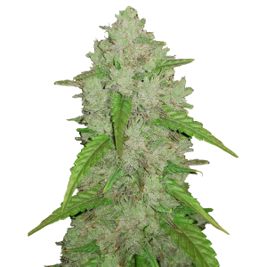Fast Buds Original Amnesia Haze | Automatik | 3 Samen