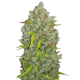 Fast Buds Original Bubblegum | Automatik | 3 Samen