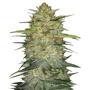 Fast Buds Original OG Kush | Automatik | 3 Samen