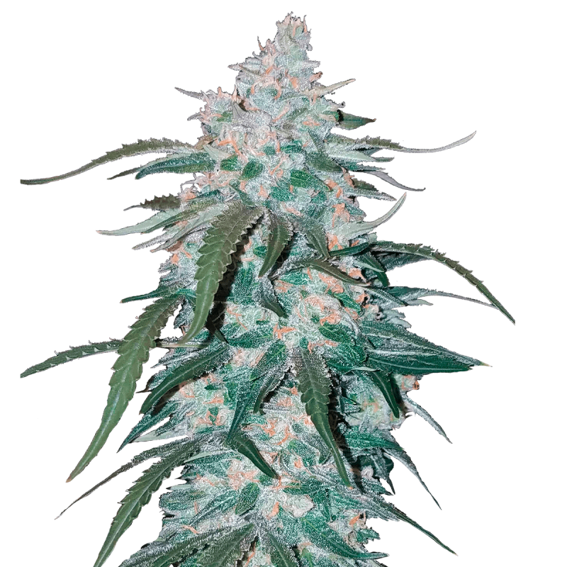 Fast Buds Pineapple Express - Automatic - 3 seeds
