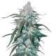 Fast Buds Pineapple Express - Automatic - 3 seeds