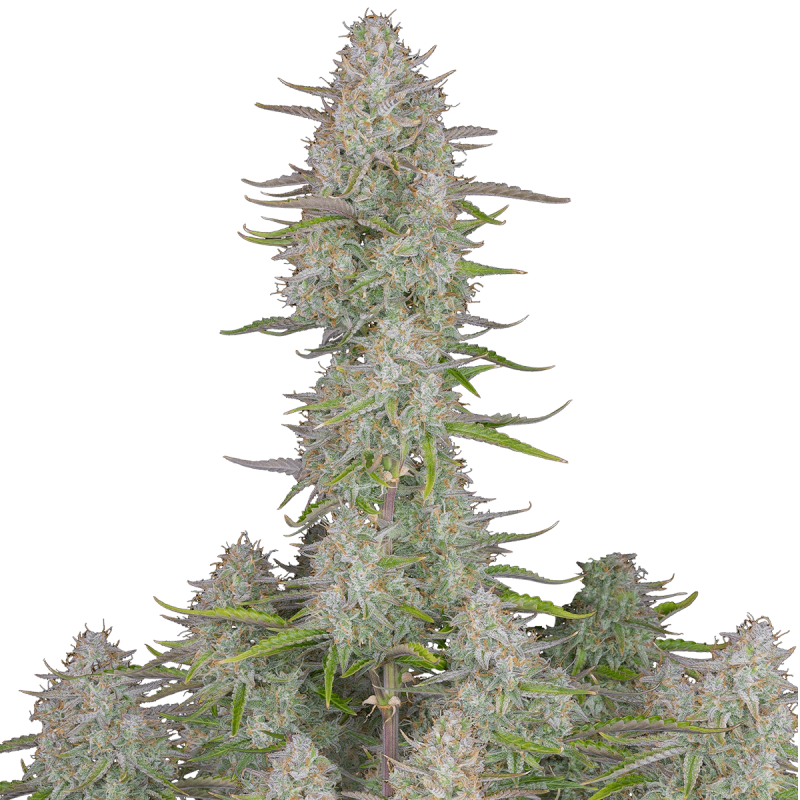 Fast Buds Wedding Cheesecake | Automatik | 3 Samen