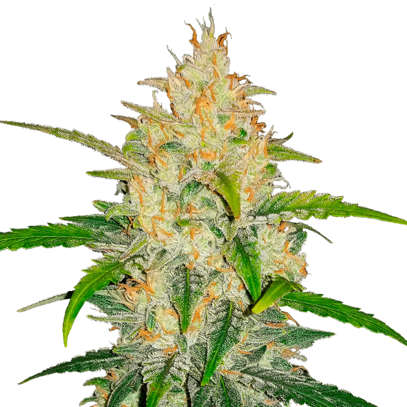 Fast Buds Zkittlez | Automatik | 3 Samen