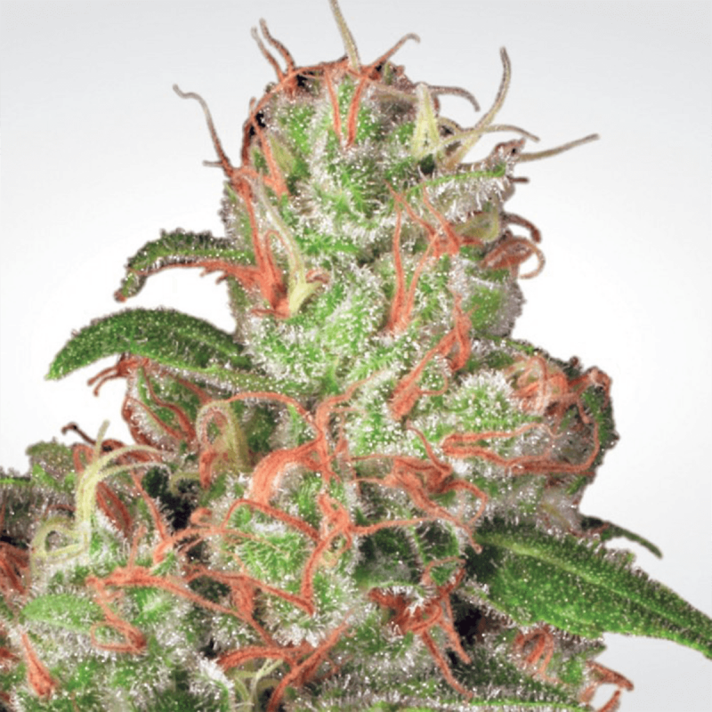 Paradise Seeds Auto Acid  -  Automatik  -  5 Samen